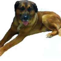 ΕΦΗΜΕΡΙΔΑ ΤΩΝ ΣΚΥΛΩΝ/Press4dogs (@dognetgr) 's Twitter Profile Photo