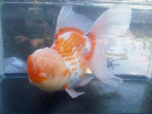 GoldfishKeepers's profile picture. Goldfish Keepers..