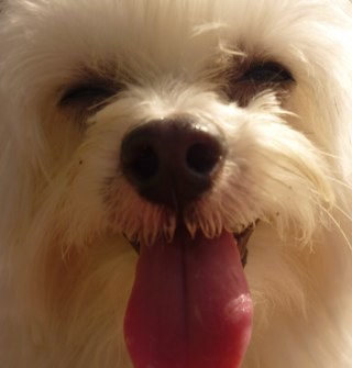 miniature maltese, born on 30th August 2008, living in the UK ...