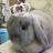 conami1129's profile image