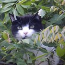 Nicole Peeters - @dinifre - Twitter