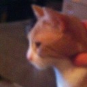 Oliver Todd - @OliverOrangeCat - Twitter