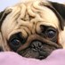 Linda (@pugpopcorn) Twitter profile photo Linda (@pugpopcorn) Twitter profile photo