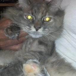 WilMadison's profile picture. 