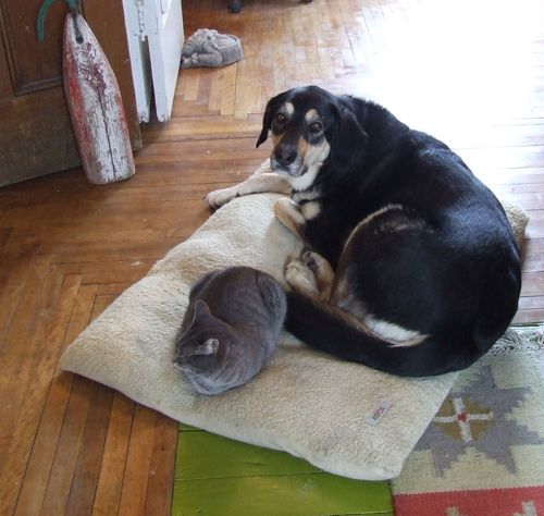 Journalist, media critic, propaganda watchdog, dog & cat lover