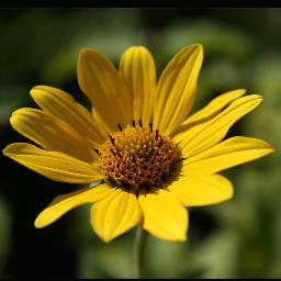 TeresaSchillo's profile picture. 