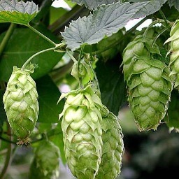 Stepmash's profile picture. Loves brewing, food, golf...