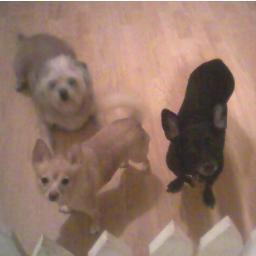 mom3dogs's profile picture. Toby Tyler - terrier mix
Peanut - Chi/Pom mix
Harley - Chi/Doxie mix