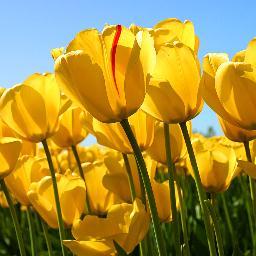 YasminaaJJ's profile picture. 