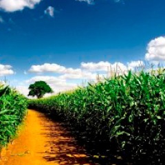 Pro GMO Documentary about the benefits of GMO food and explanation of Roundup Ready and other advancements.