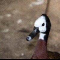 paul raeburn (@paul1762) Twitter profile photo