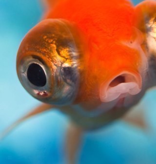 Gorc's profile picture. 