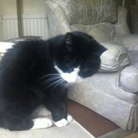 dinogatto (@dinogatto3) 's Twitter Profile