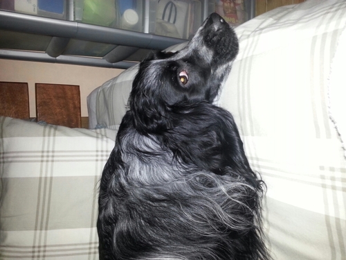 I'm 45 loving life with my wee dog Indiana jones (indi) isnt he cute!!!!