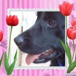 BiancaAlanna1's profile picture. Sou uma Dog da raça labrador  tenho três anos nasci em 10/04/2010