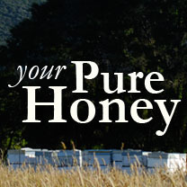 YourPureHoney's profile picture. We are your personal beekeepers, caring for your luxury honey from your own beehive.