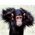 tickermonkey (@tickermonkey) Twitter profile photo tickermonkey (@tickermonkey) Twitter profile photo