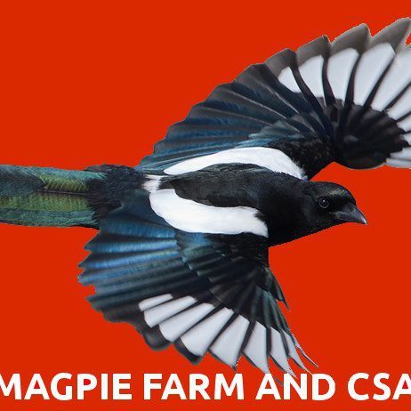 COSAGHouse's profile picture. Commercial Open-Source Aquaponic Greenhouse prototype system is designed to assist any farmer or entrepreneur establishing a Aquaponic 4 season business.