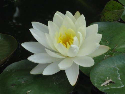 ibbigger's profile picture. 