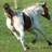 akutzick's profile image