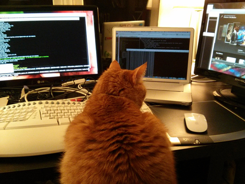 PurrProgramming's profile picture. Dedicated to interspecies pair programming http://t.co/FxO6EWuhfF
