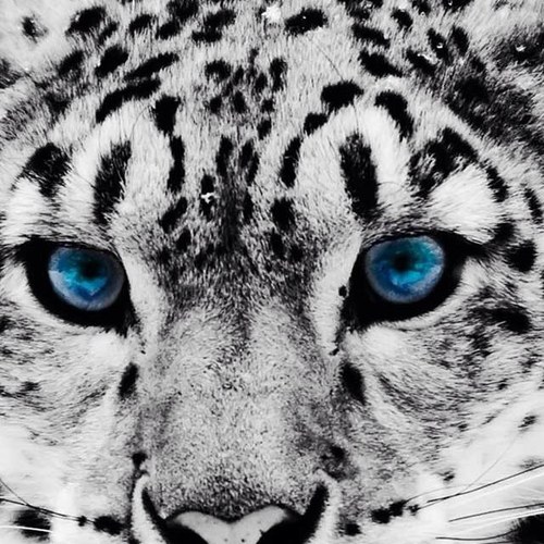 tanya_smolyanka's profile picture. 