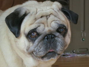 harutowizd's profile picture. 