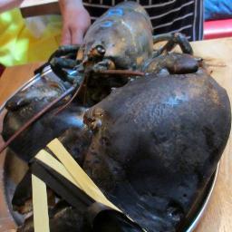 Doctor_Lobster's profile picture. Lobster Roll Connoisseur & Lobsterphotographer