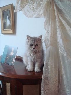 ※美味しいモノと猫を中心に、気ままな日常をツイート※受験生向けのpostはほぼしません※投資家.英語講師.自由が丘アンティーク店オーナー