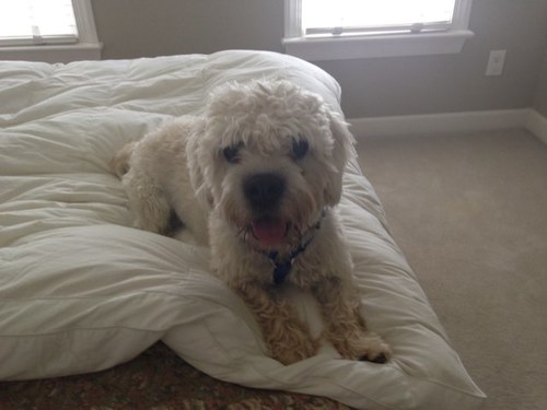 lawyertll's profile picture. 