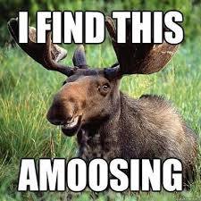 WpgPets's profile picture. Just a girl born and raised in Winnipeg, with a huge heart for animals. I strongly suppord wildlife rights and preservation, as well as pet care and adoption :)