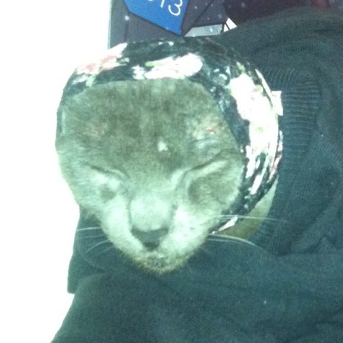 tiamax82's profile picture. Nonsense