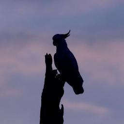 _womble_'s profile picture. mad/dog 🇦🇺 🇺🇸