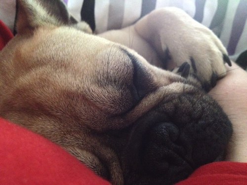 schmale_Ricke's profile picture. Musik mixen - hören - French Bully Verehrerin - Apple und Yankee Candle Junkie