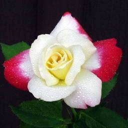 charism94706283's profile picture. 꽃에 맺힌 이슬을 본 적이 있나요?