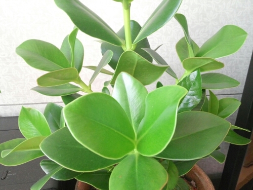 dibojoa1's profile picture. 쇼핑/직구/육아/여행/몰테일/malltail/아이딜리버/ideliver/
트윗 초보~랍니다