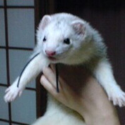 イタチ على تويتر 子どもがピアノを習い始めたので 自分もやってみようかと考えてる 勉強とは勝手が違うけど これも独学でやれるんじゃないか 外国語学習のところが参考になりそうな気がする 独学大全 イタチ على تويتر 子どもがピアノを習い始めたので 自分もやってみようかと考えてる 勉強とは勝手が違うけど これも独学でやれるんじゃないか 外国語学習のところが参考になりそうな気がする 独学大全