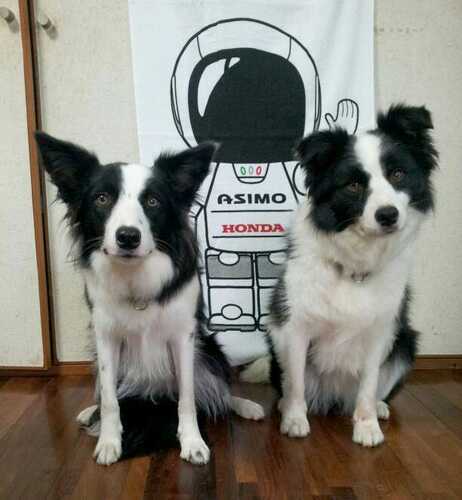 田舎じゃ小洒落た犬さんのプロフィール画像