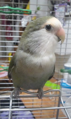 5月13日～小桜インコ緑色♂を探しています。 ★京都・浦和育ち★マメルリハインコ♂風太くん｢風ちゃん｣ ★飼ったことはないけども惹かれるインコはアキクサ♡シロハラ♡オキナーヾ(●´∇｀●)ﾉ