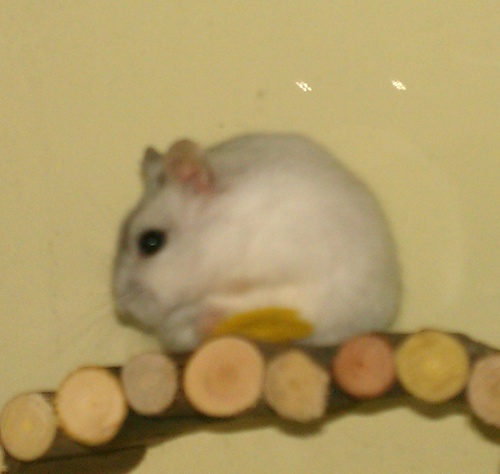Bitey_hamster's profile picture. I'm Bitey. My hobbies are sleeping, hiding food, biting and developing escape plans.