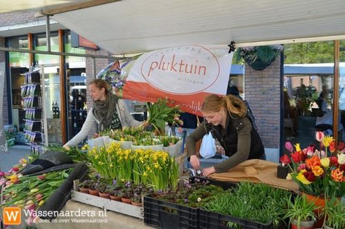 Zomerbloemenkwekerij met Pieter Damen. In 2009 gestart met Annemieke's Pluktuin. Biologische bloementeelt. Tulpenpluktuin en zomerbloemenpluktuin.