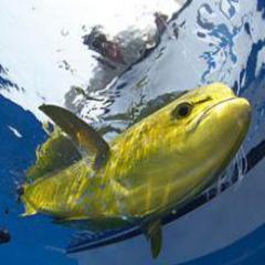 Catch Your Fish with the Best Equipments and Feel the exiting Bali fishing sensation a lifetime experience.