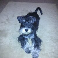 Phillip Donnelly (@spartan_jack) 's Twitter Profile