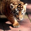 IRA_LOVE - @IRABabybell256 - Twitter