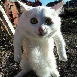 Chototam's profile picture. 