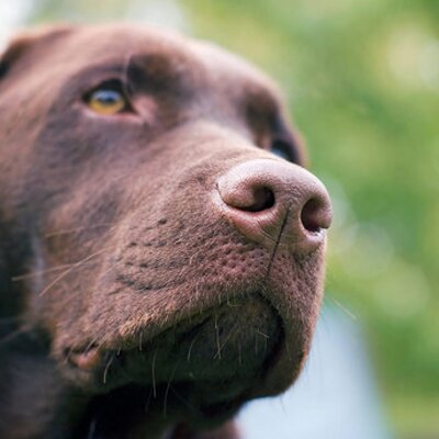 いろいろ 犬 簿記 犬の画像無料