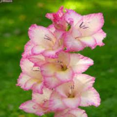 If life gives you lemons, make lemonade.-Joan Collins