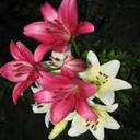 Margaret Hinkle - @HinkleMargaret - Twitter