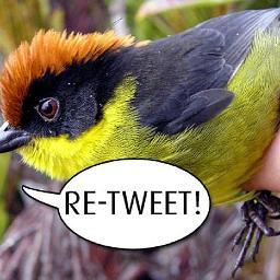 Just music on the social networks: on Twitter first of all!