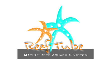 A Marine Reef Aquarium Video Sharing Community